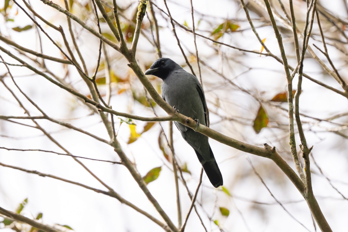 Sunda Cuckooshrike - ML644080659
