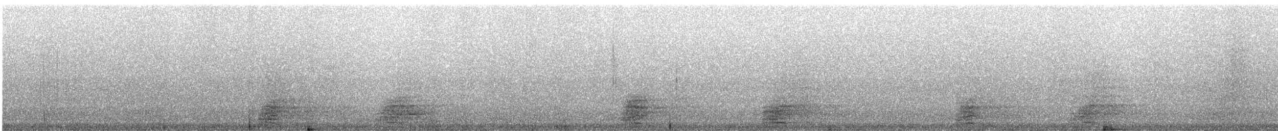 Koartza hauskara amerikarra - ML644080664