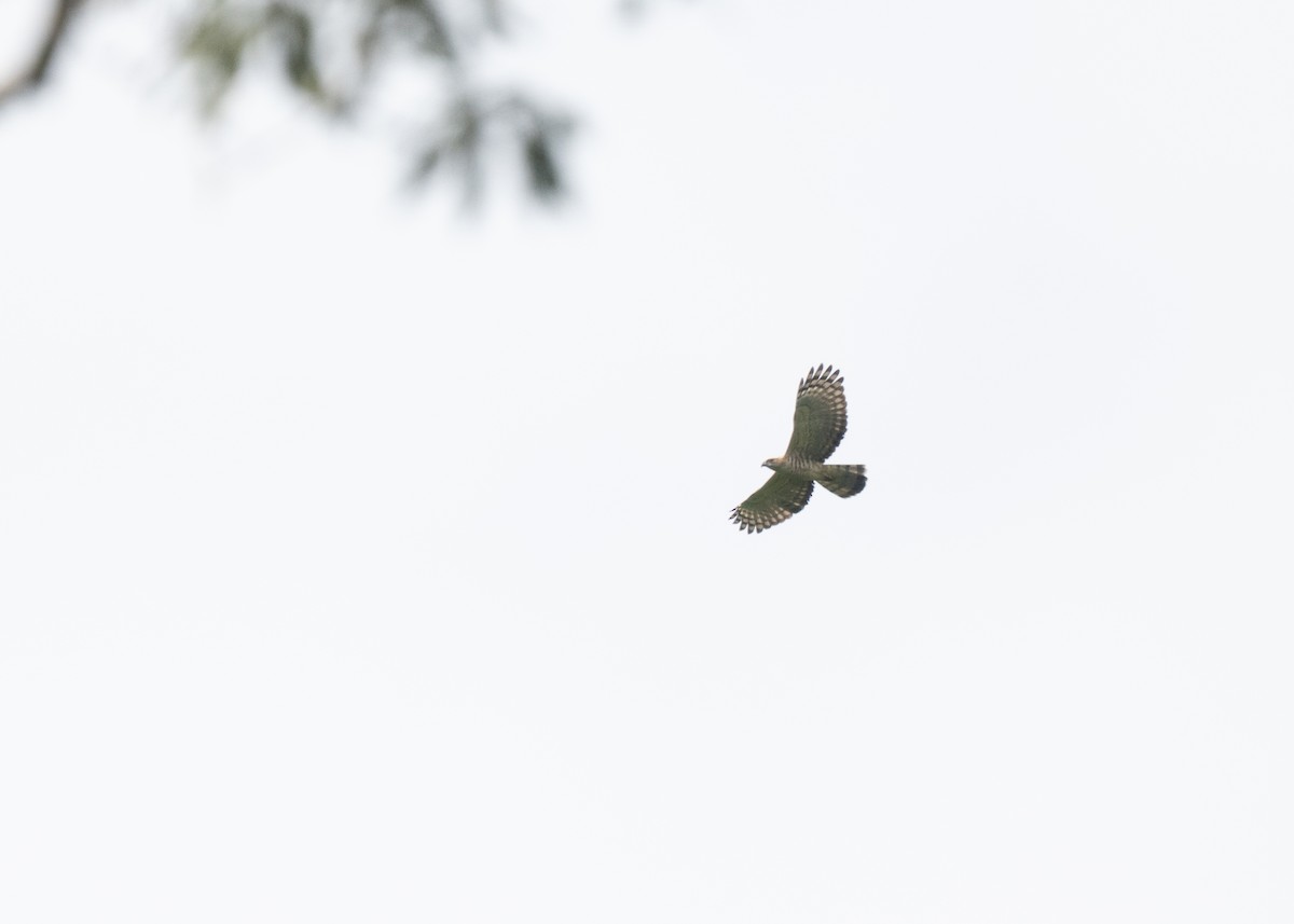 Jerdon's Baza - ML644080670