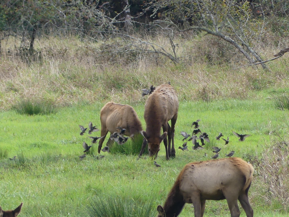 Arabazozo pikarta - ML644080679