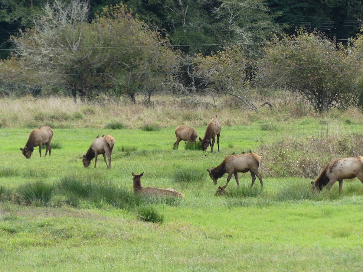 Arabazozo pikarta - ML644080680