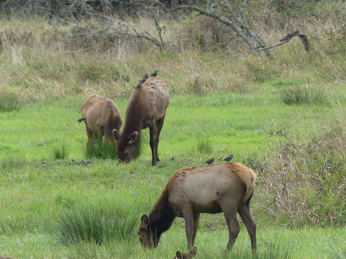 Arabazozo pikarta - ML644080681