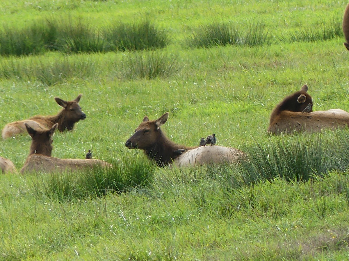 Arabazozo pikarta - ML644080682