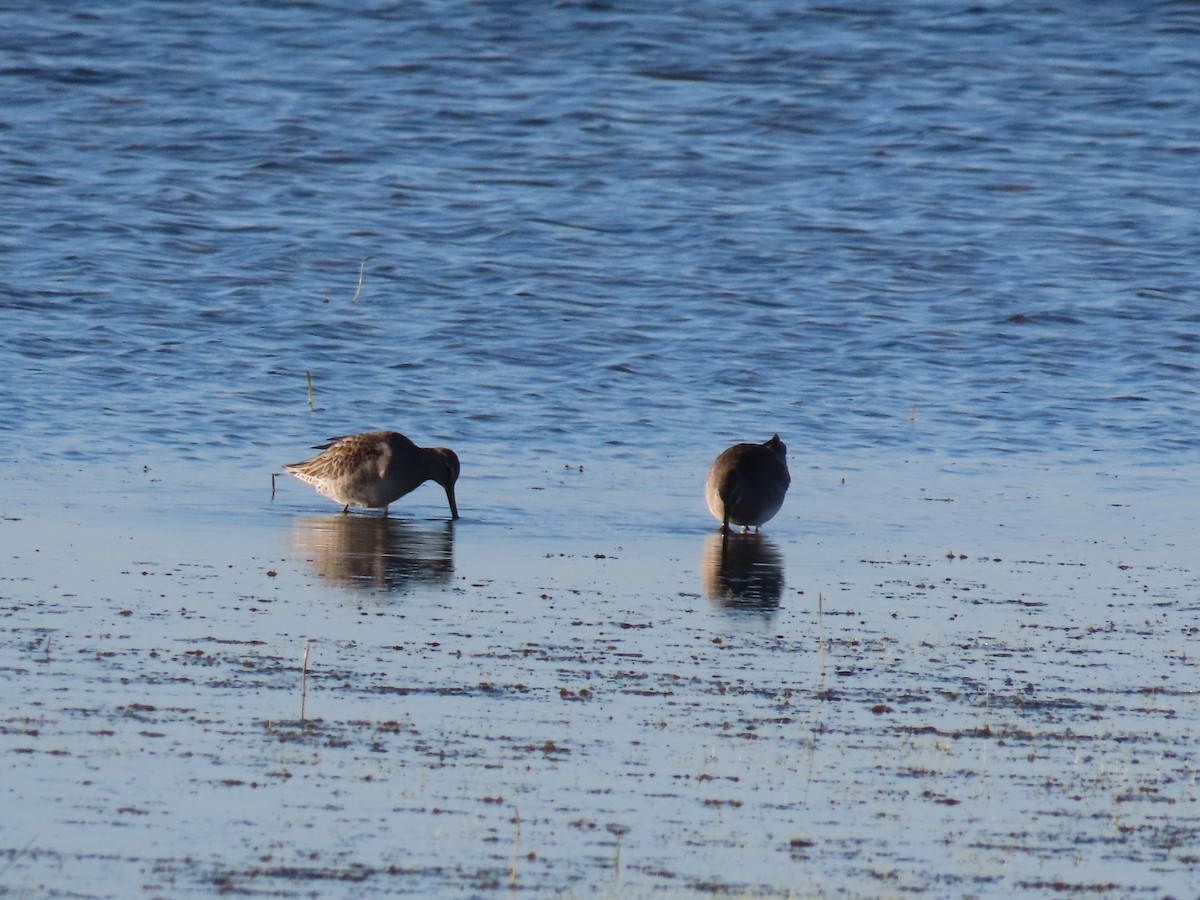 Long-billed Dowitcher - ML644080683