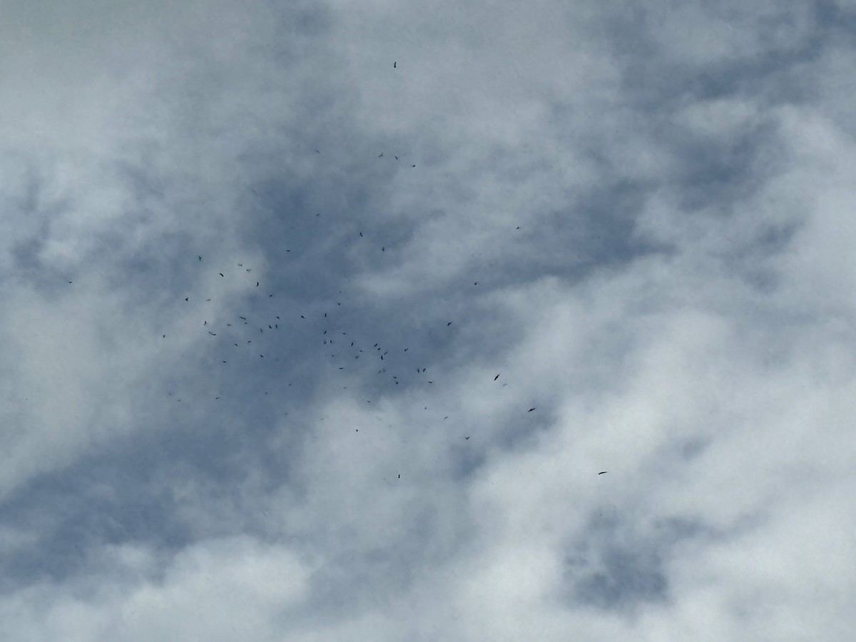 Black Baza - Junpha Jartuporn