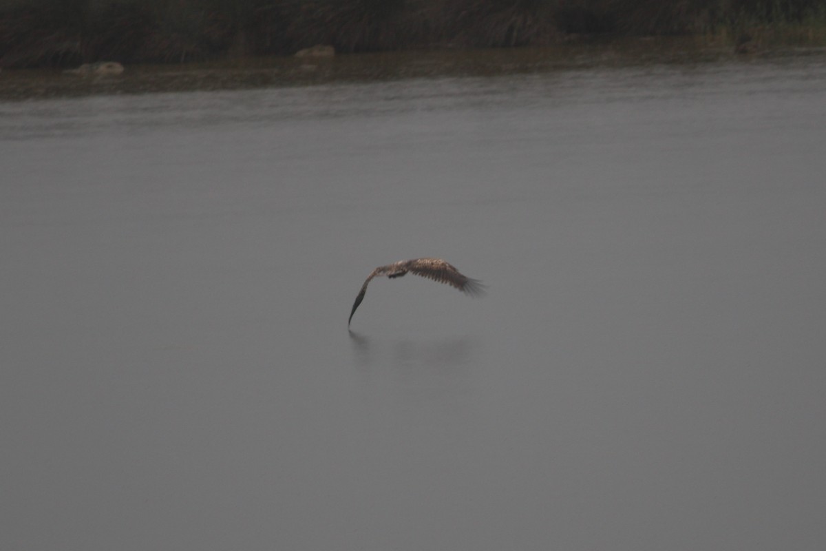 Seeadler - ML644080733
