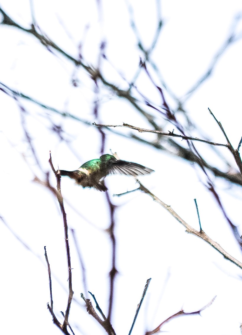 Black-crested Coquette - ML644080738