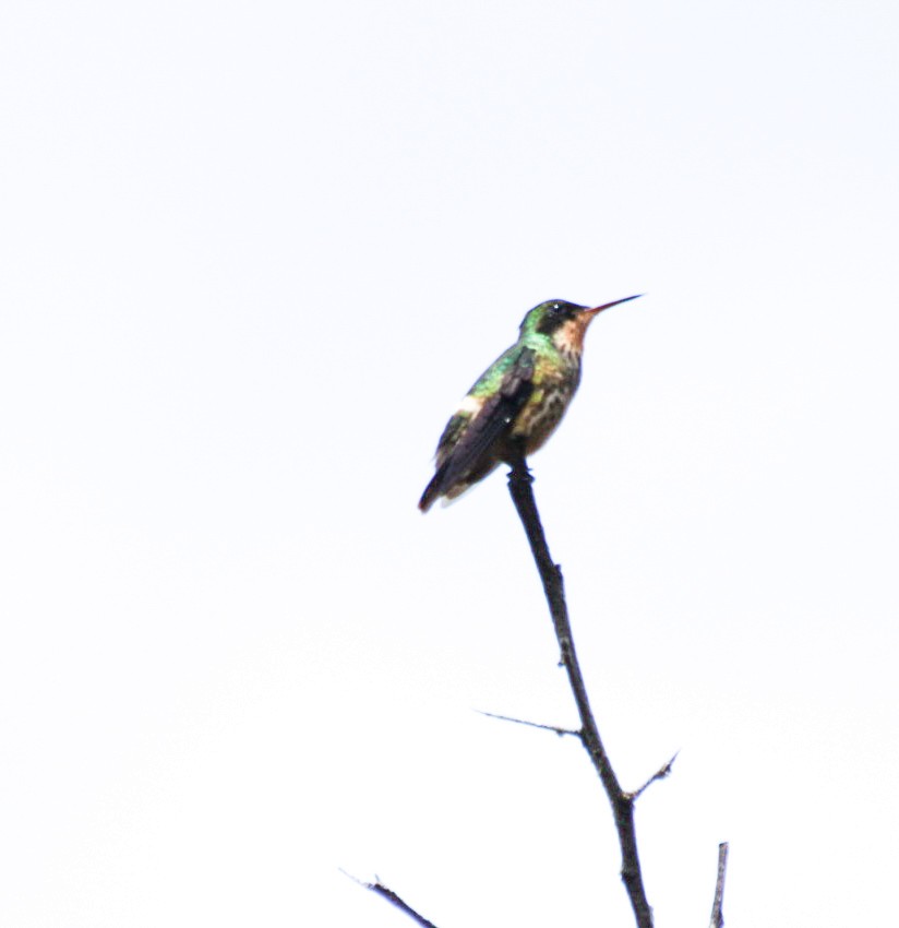 Black-crested Coquette - ML644080739