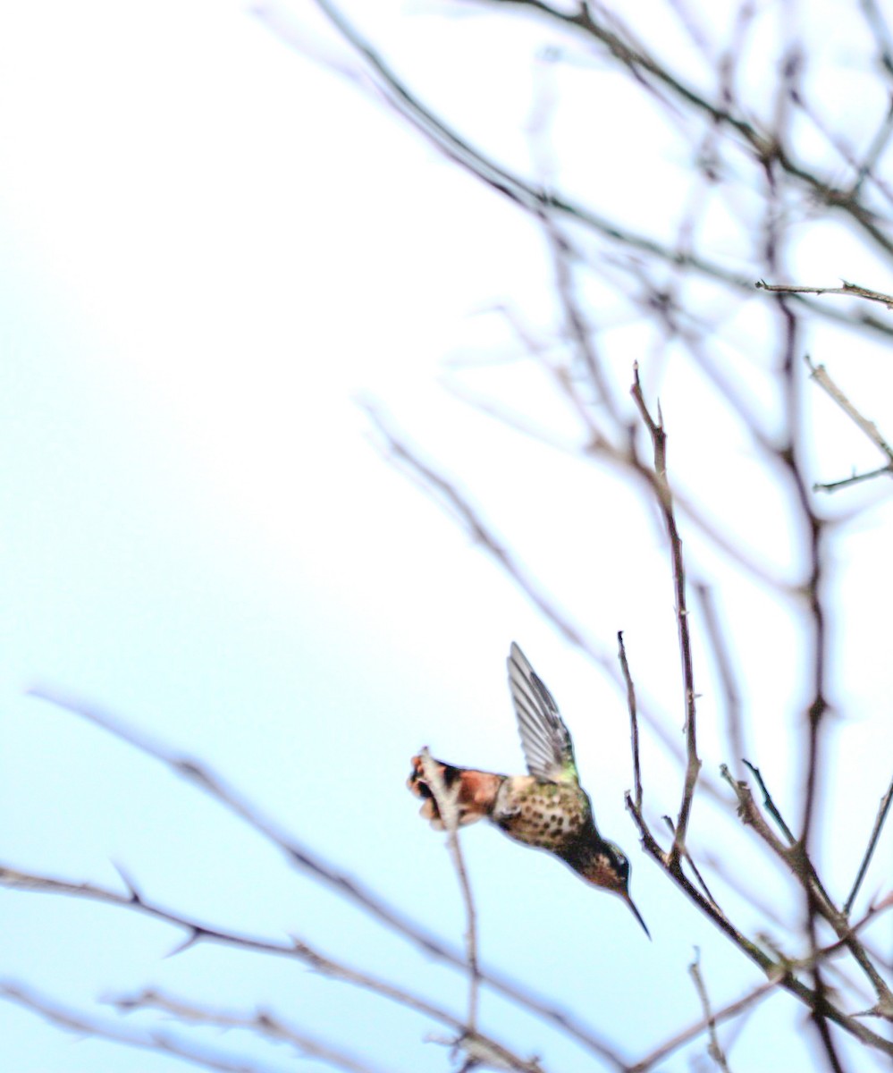 Black-crested Coquette - ML644080740