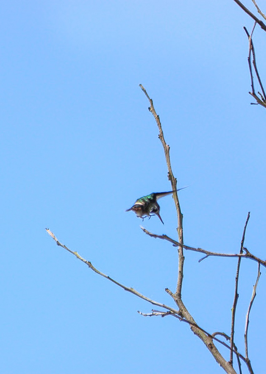Black-crested Coquette - ML644080741