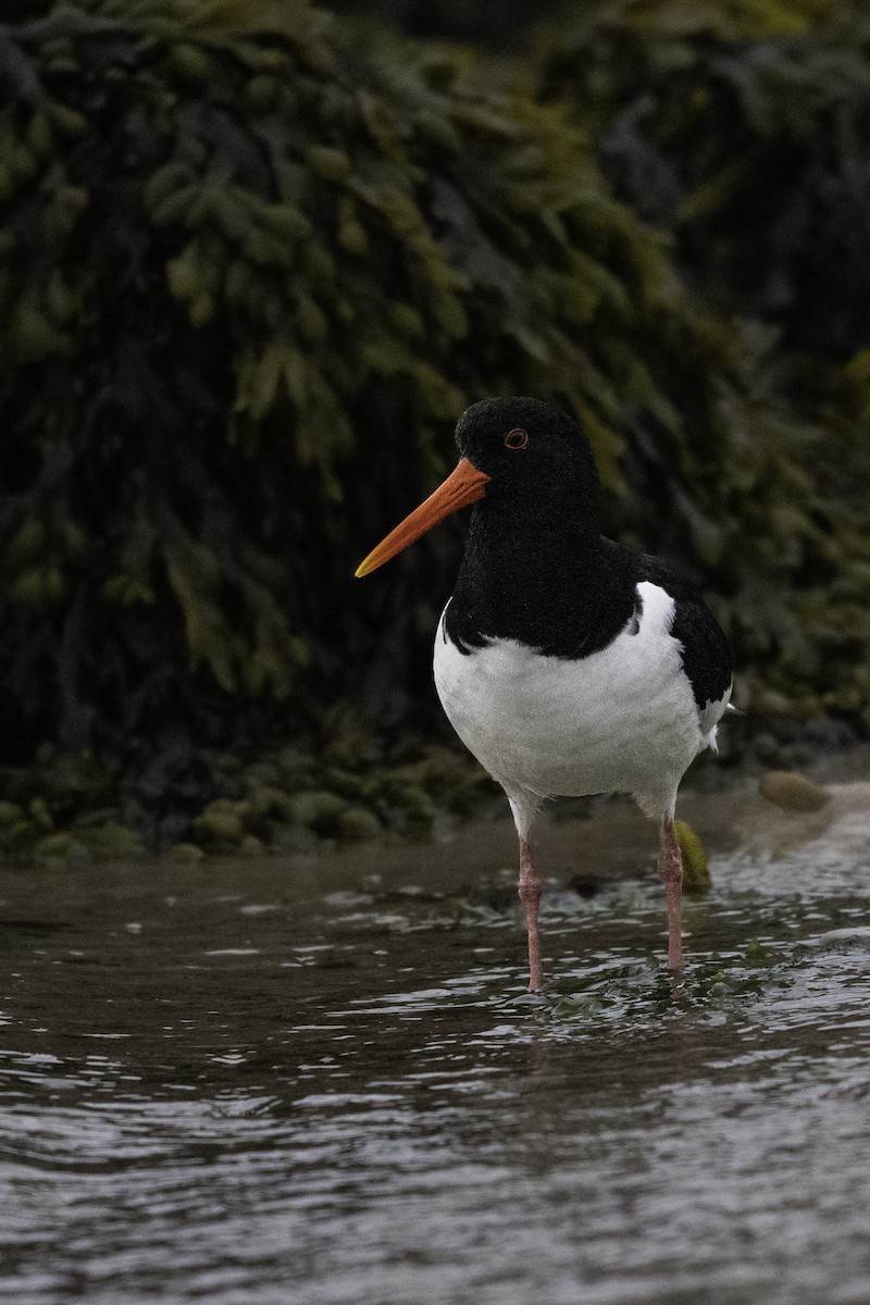 Eurasian Oystercatcher - Holger Schneider