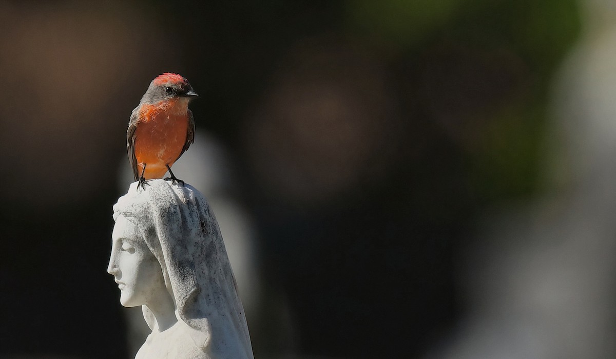 Vermilion Flycatcher - ML644080754