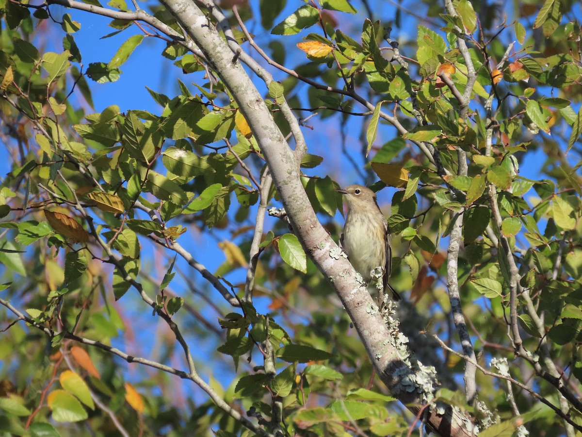 Yellow-rumped Warbler - ML644080758