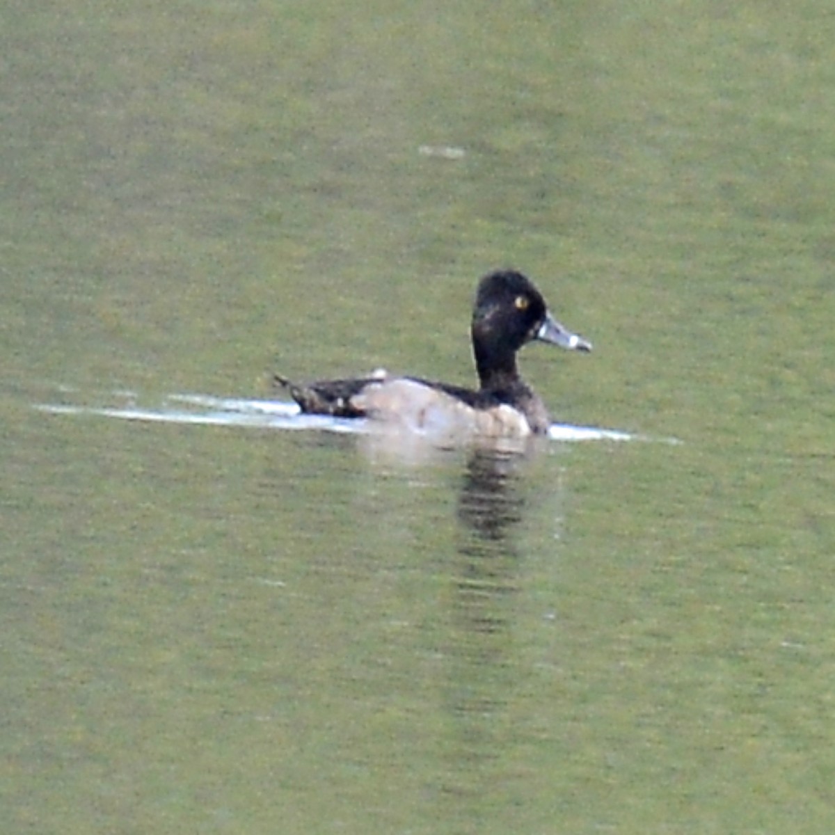 ringand - ML644080759