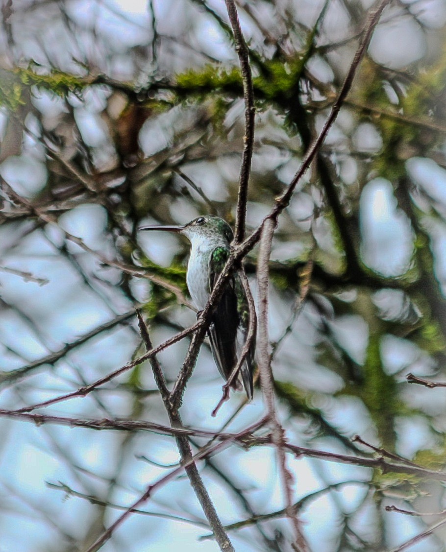 White-bellied Emerald - ML644080760
