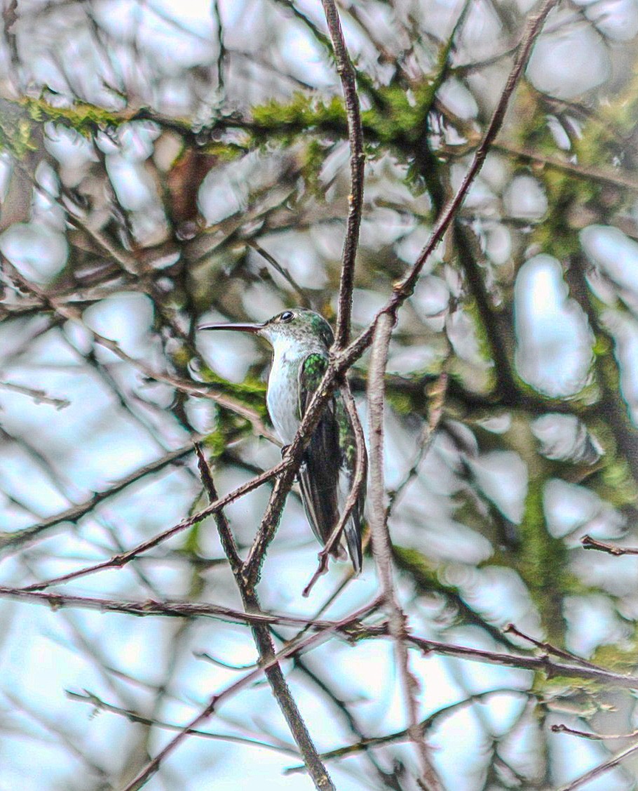 White-bellied Emerald - ML644080761