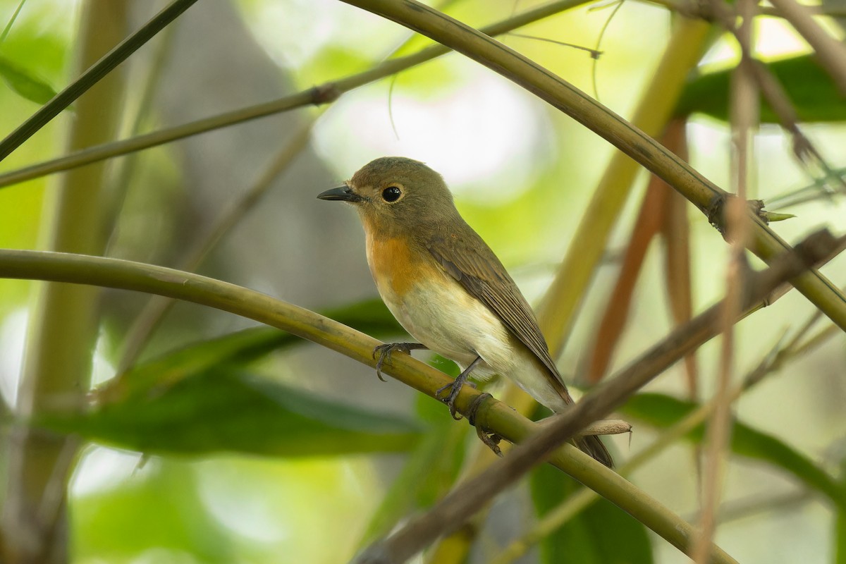 Blue-throated Flycatcher - ML644080775