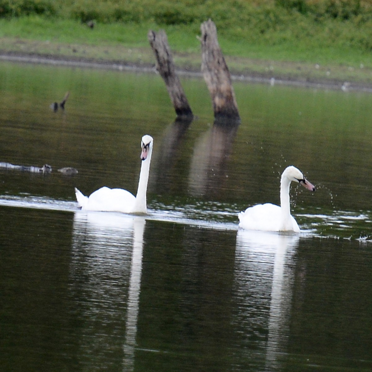 knoppsvane - ML644080778