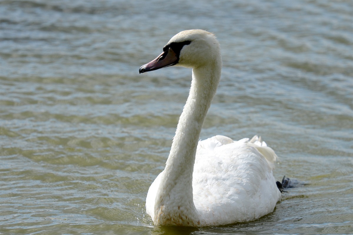 knoppsvane - ML644080779