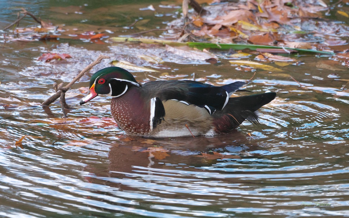 Wood Duck - ML644080793