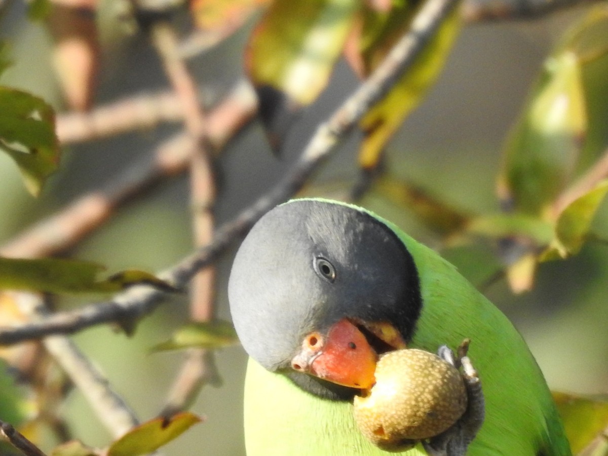 Slaty-headed Parakeet - ML644080794