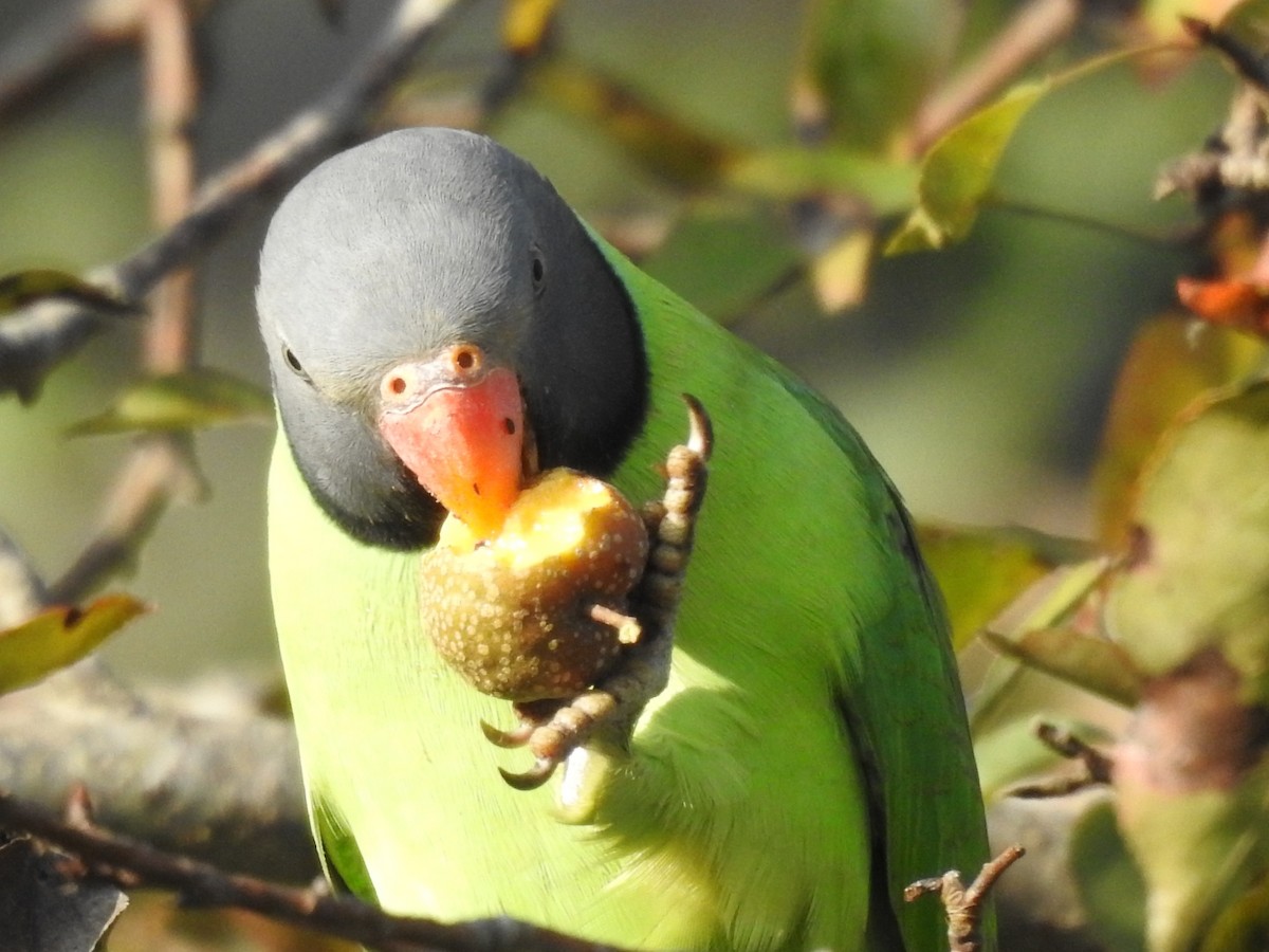 Slaty-headed Parakeet - ML644080795