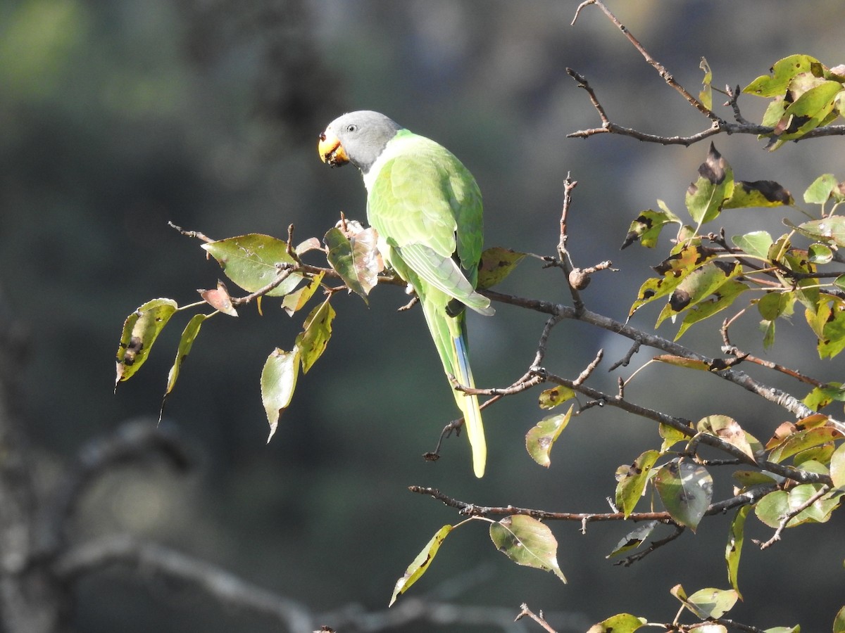 Slaty-headed Parakeet - ML644080797