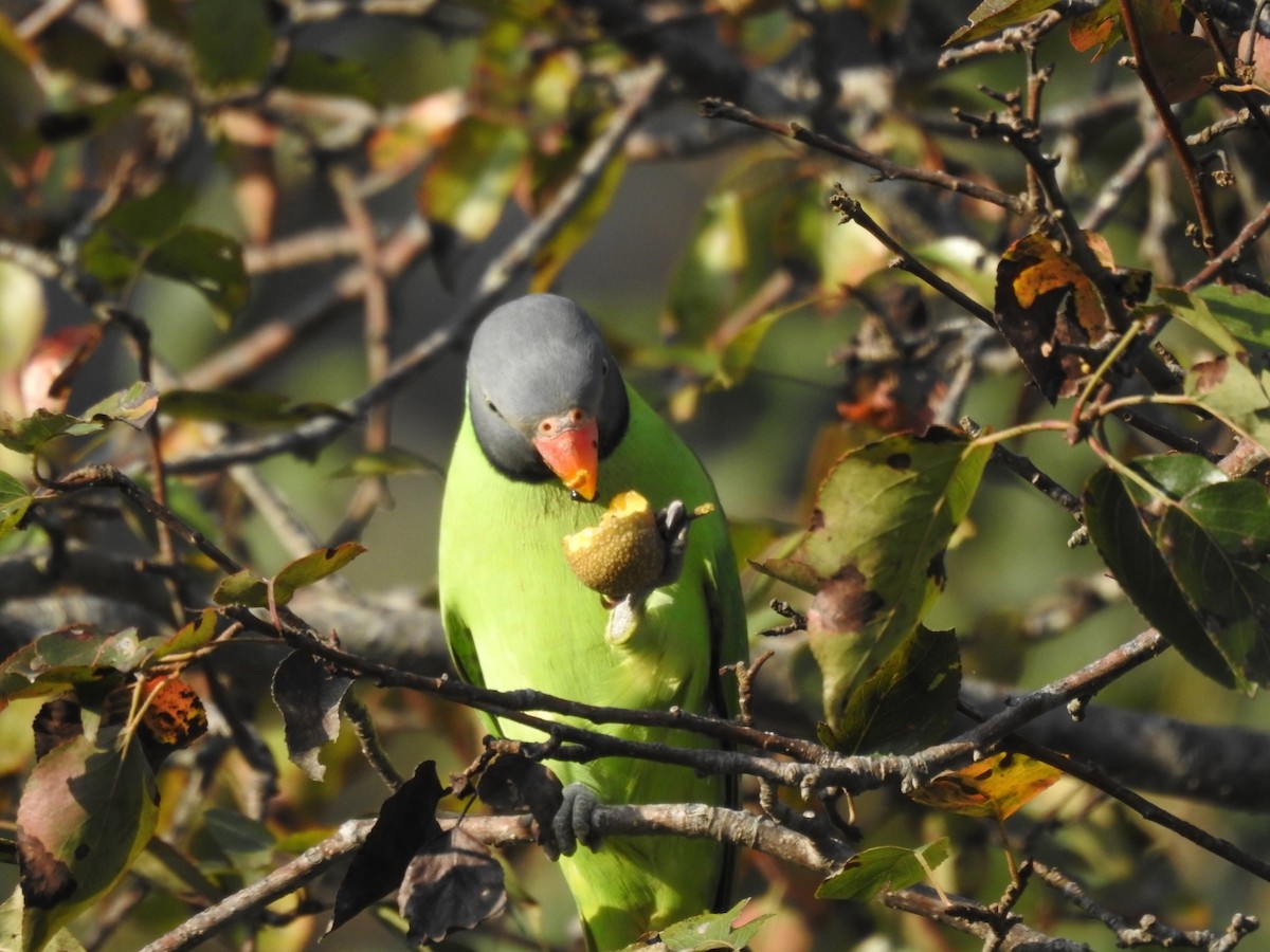 Slaty-headed Parakeet - ML644080798