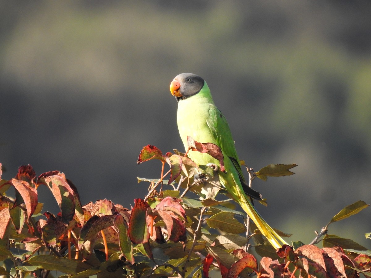 Slaty-headed Parakeet - ML644080799