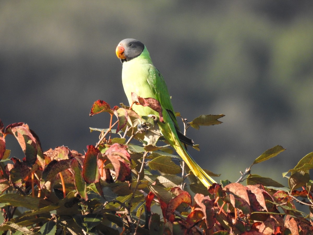 Slaty-headed Parakeet - ML644080801