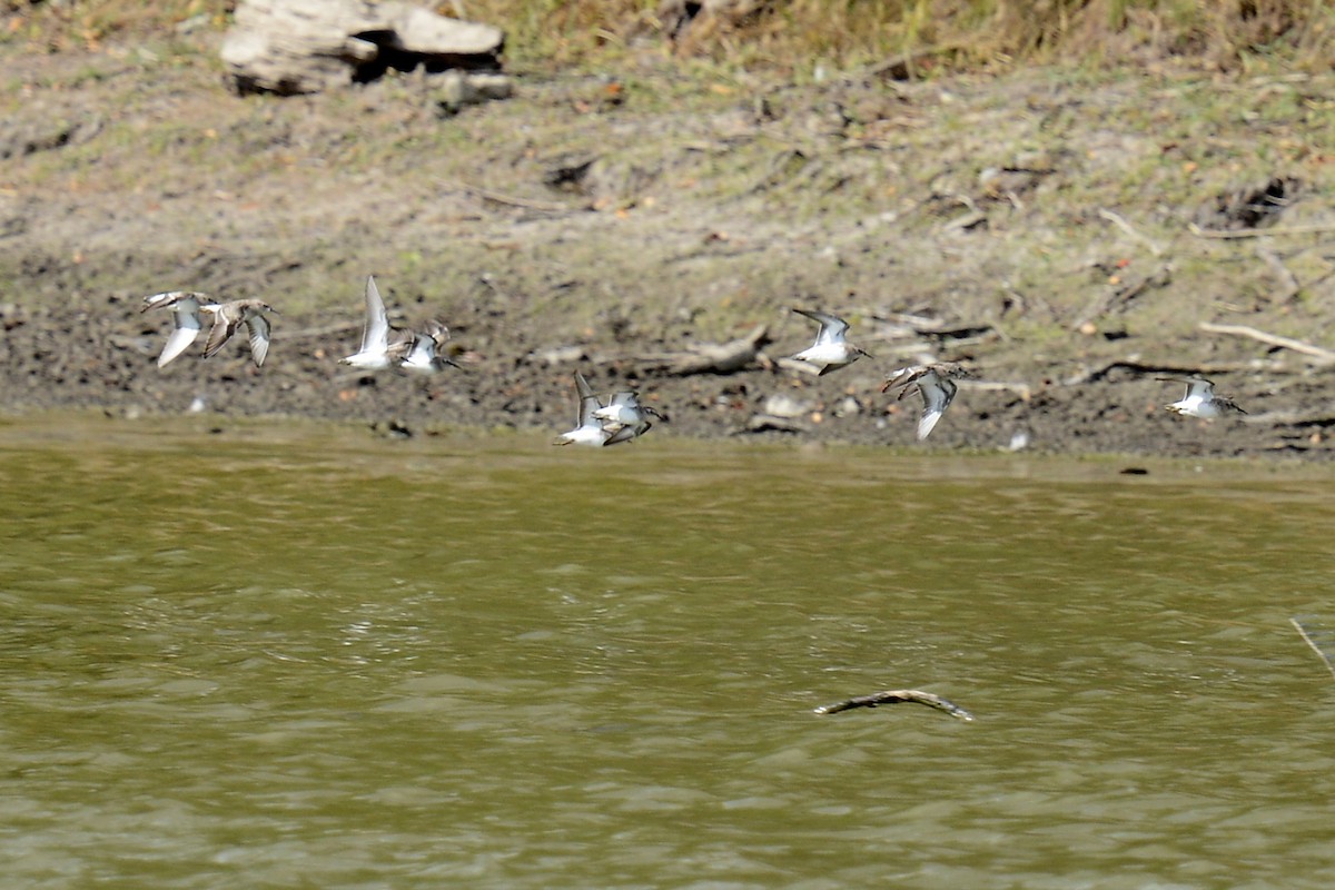 Correlimos sp. - ML644080802