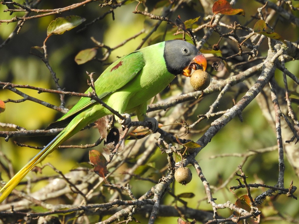 Slaty-headed Parakeet - ML644080803