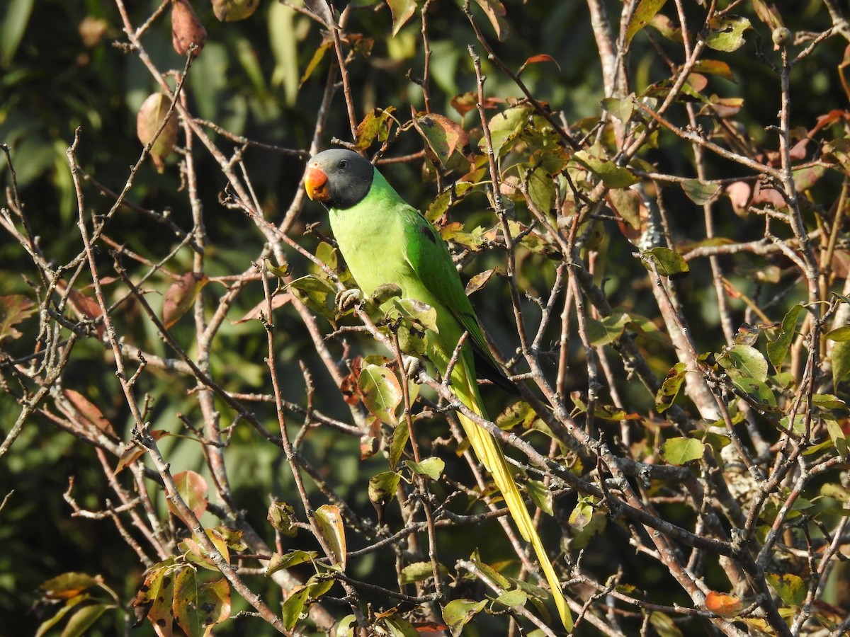 Slaty-headed Parakeet - ML644080805