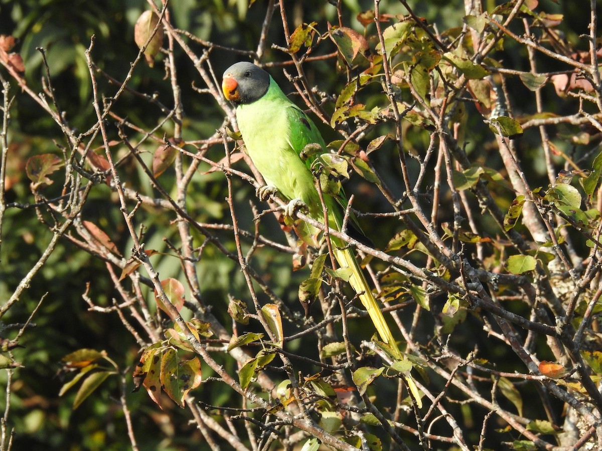 Slaty-headed Parakeet - ML644080808
