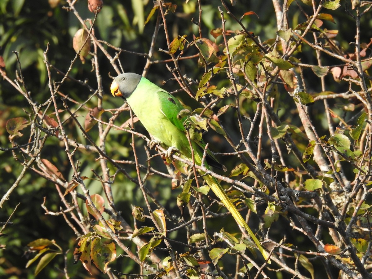 Slaty-headed Parakeet - ML644080809