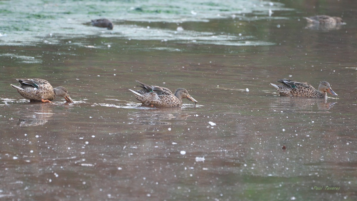 Northern Shoveler - ML644080814