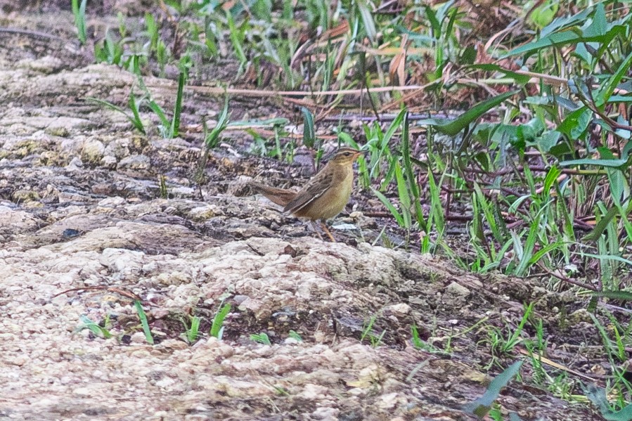 シベリアセンニュウ - ML644080815