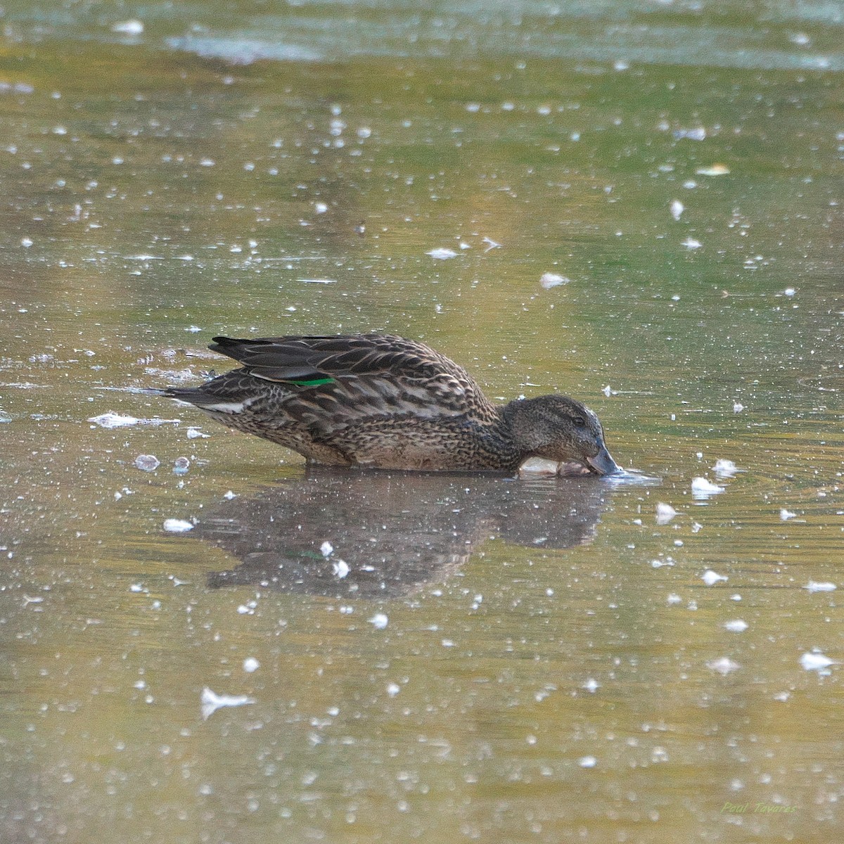 Green-winged Teal - ML644080818