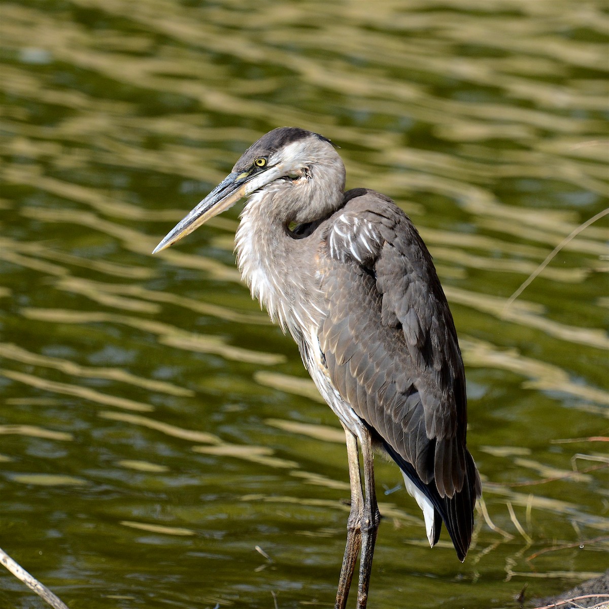 herodiashegre - ML644080822