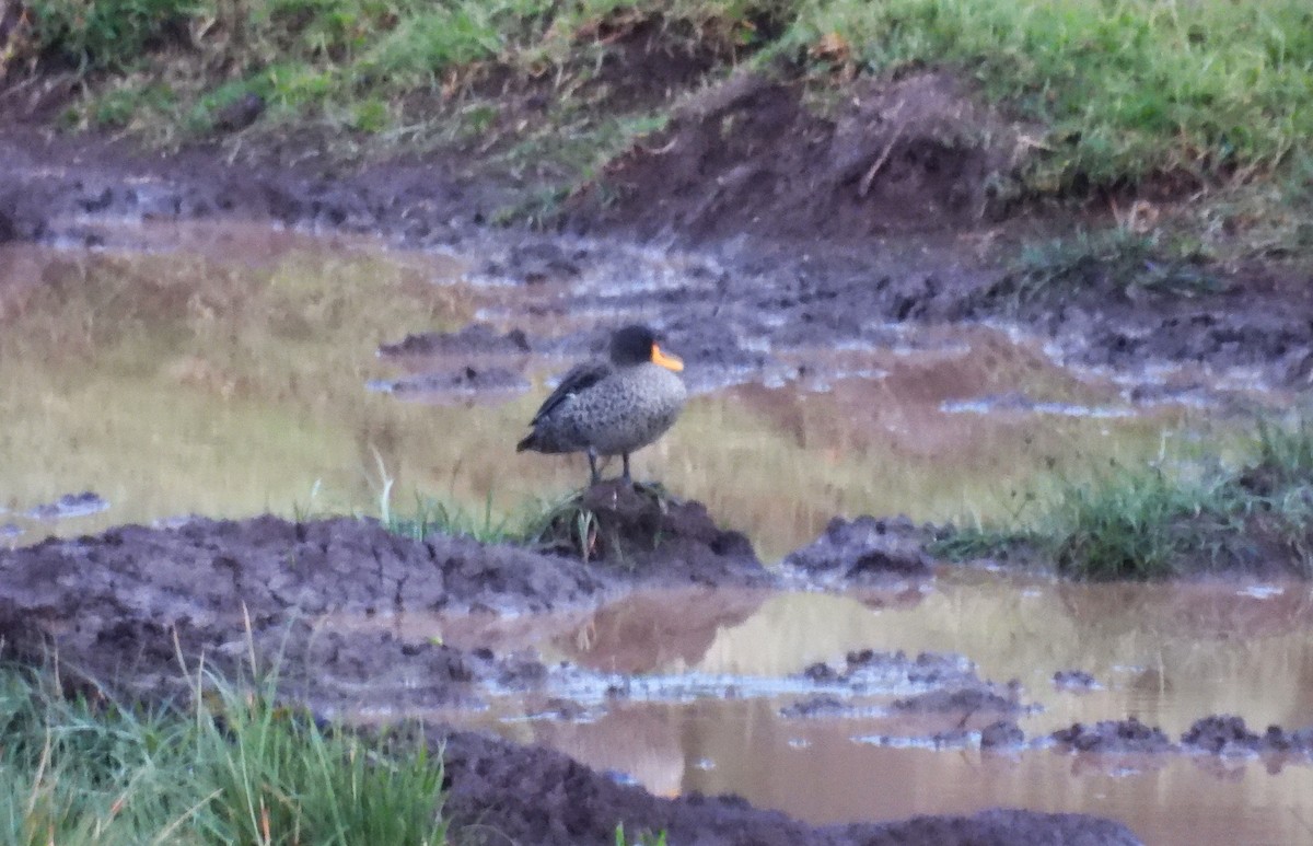 Canard à bec jaune - ML644080824