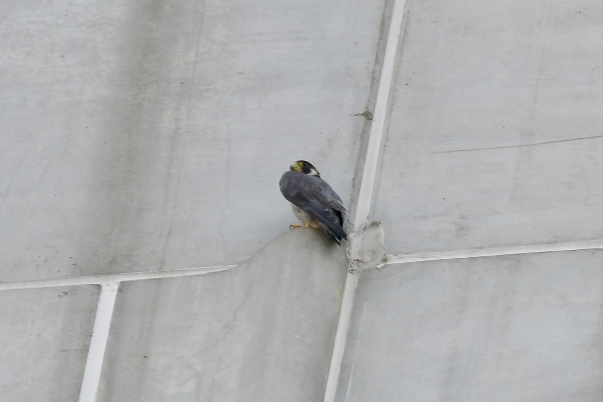 Эгэл шонхор - ML644080825