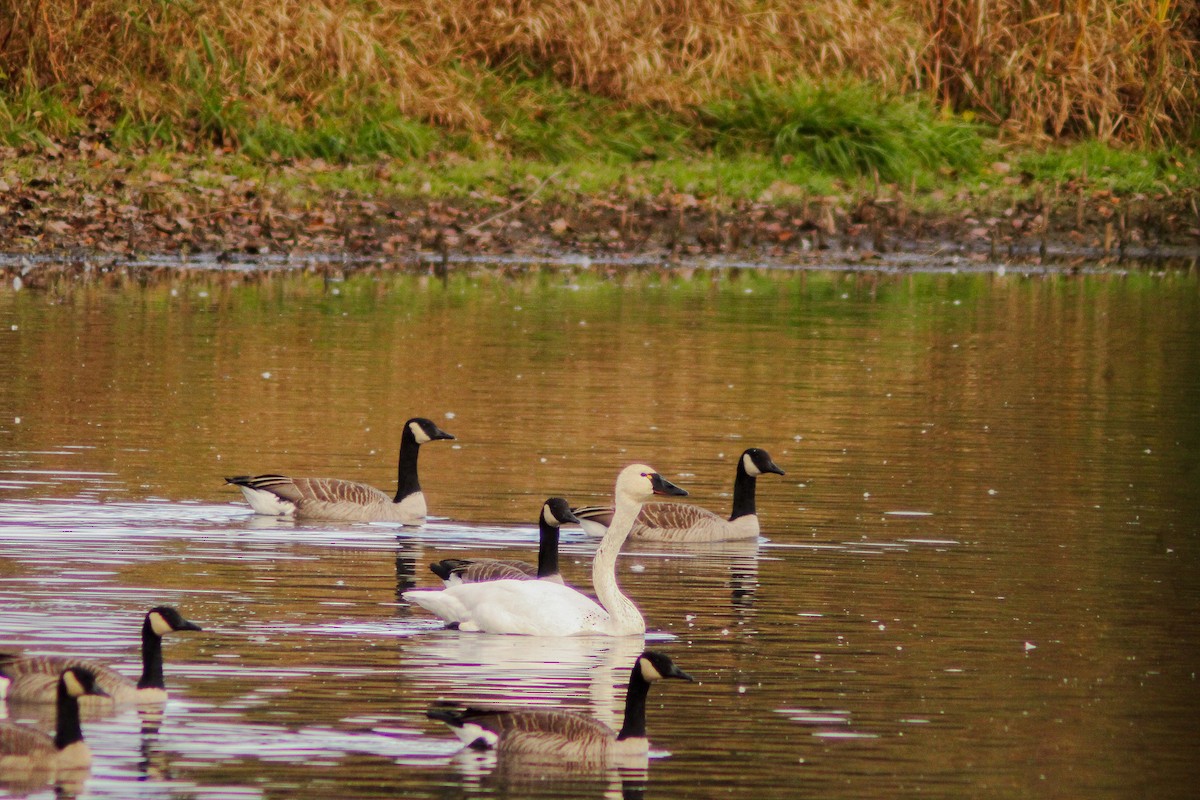 Tundra Swan - ML644080841