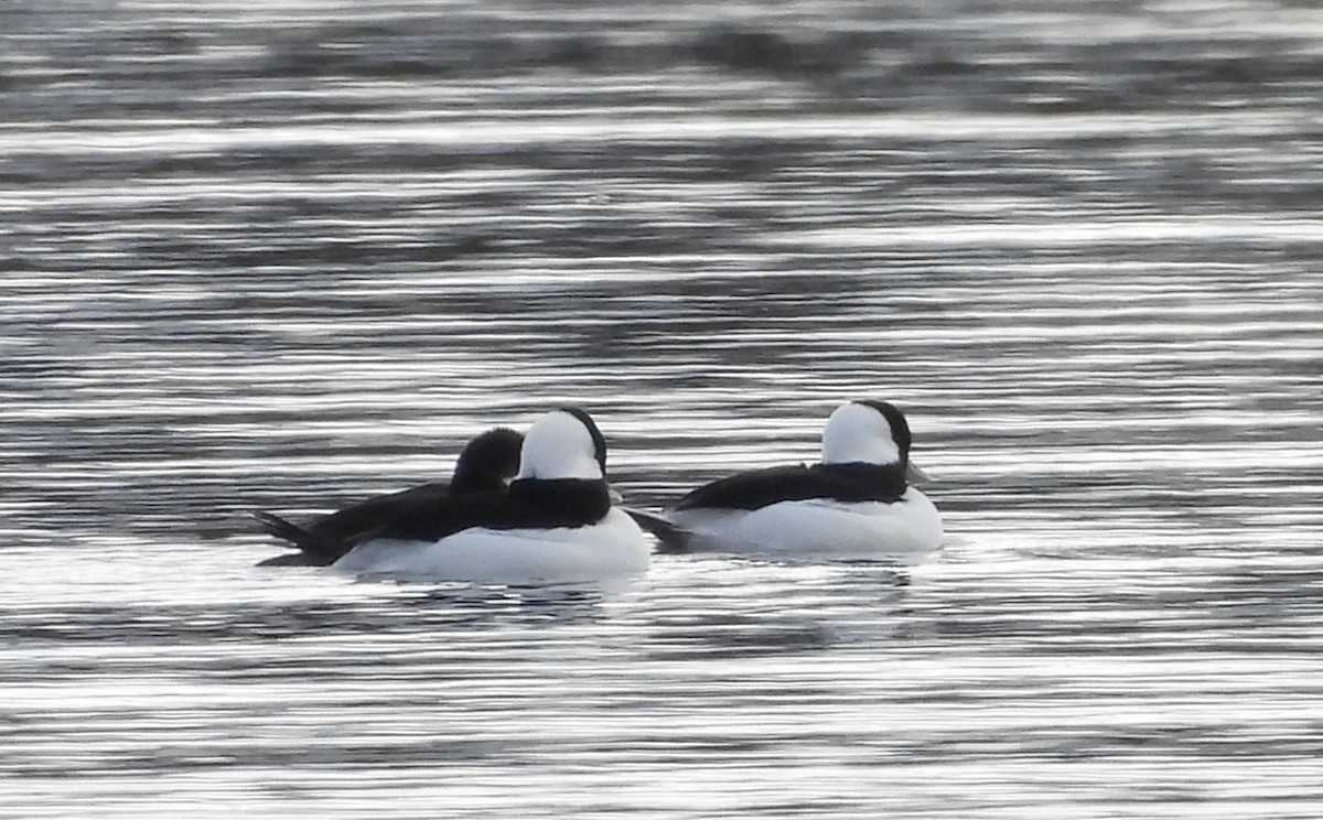 hohol bělavý - ML644080843