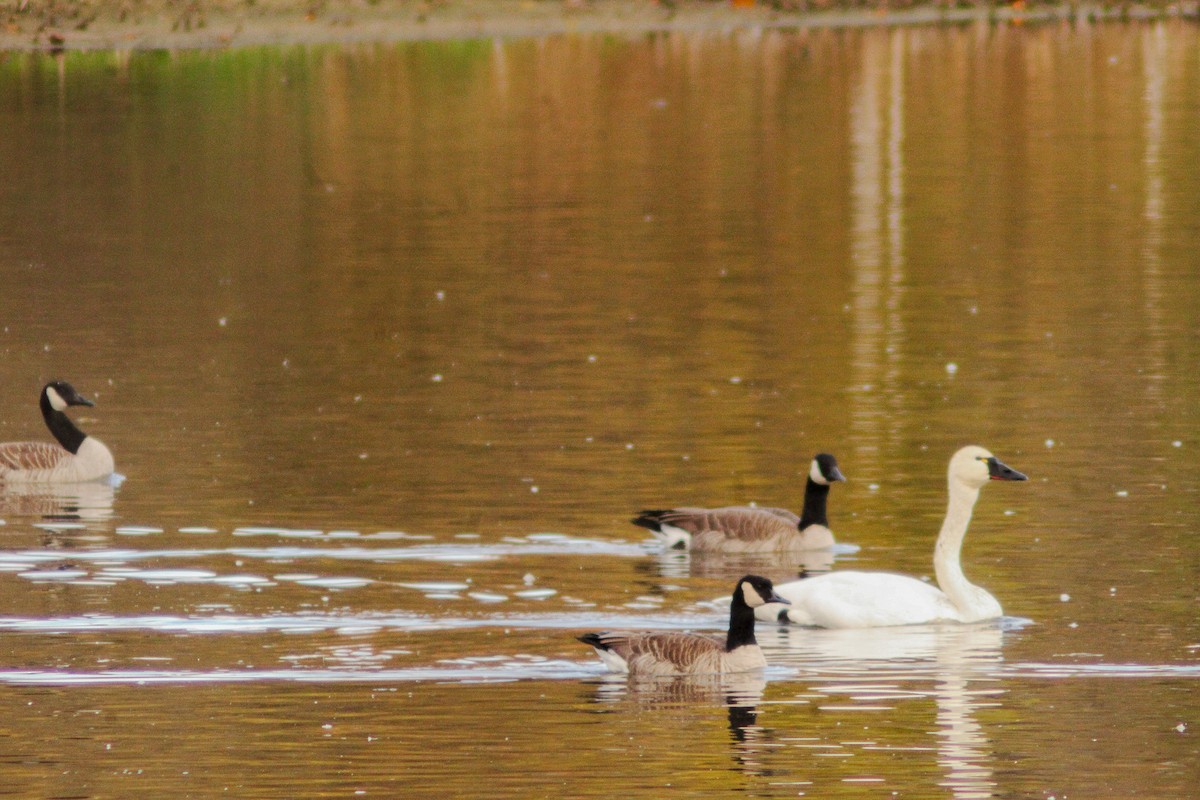 Tundra Swan - ML644080844