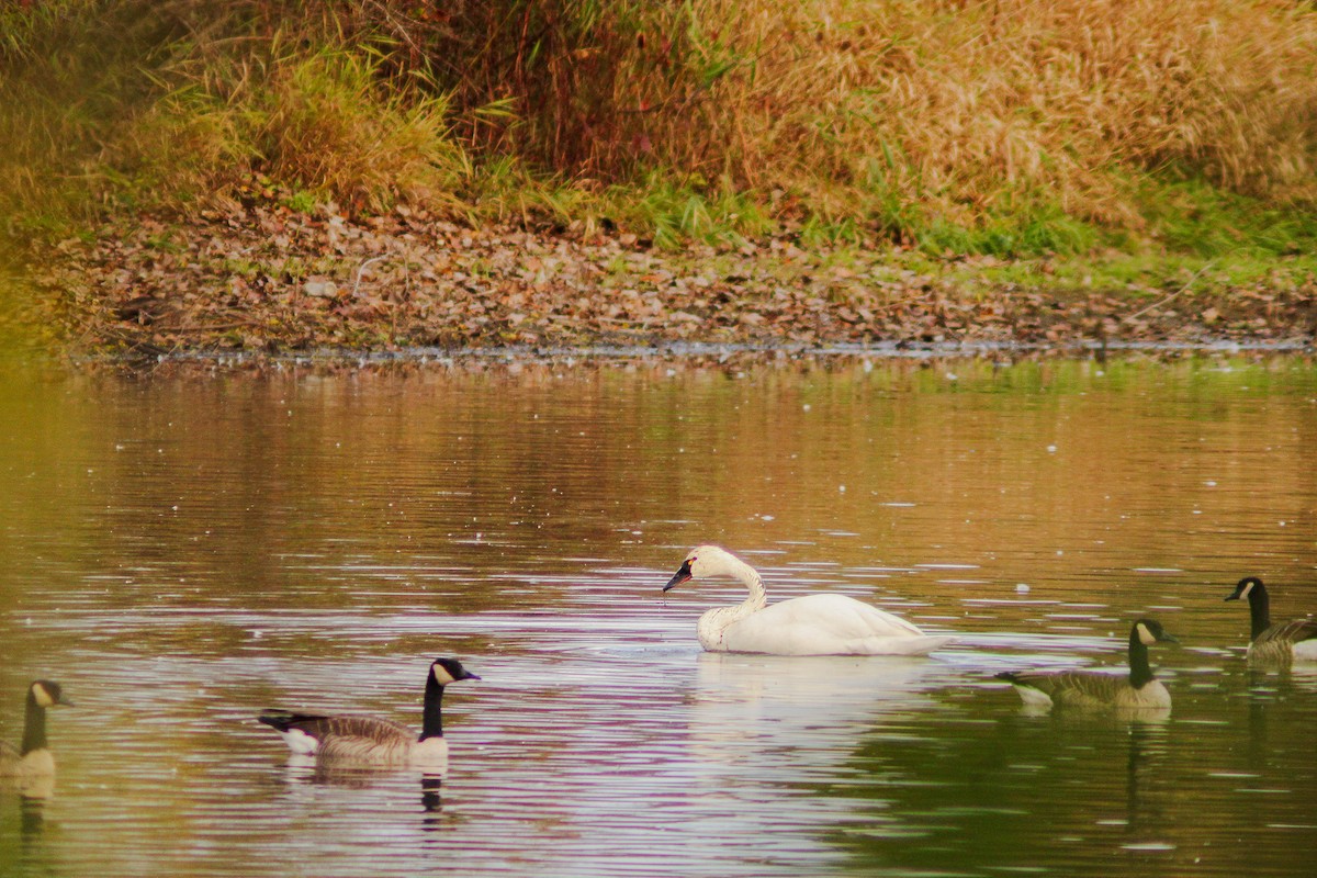 Tundra Swan - ML644080845