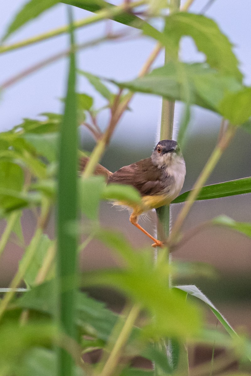 Prinia à ventre jaune - ML644080848