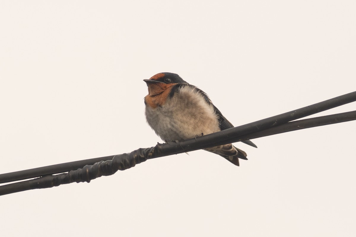 Pacific Swallow - ML644080858