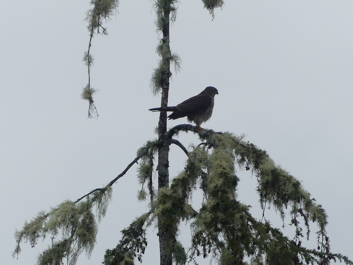 Sharp-shinned Hawk - Gus van Vliet