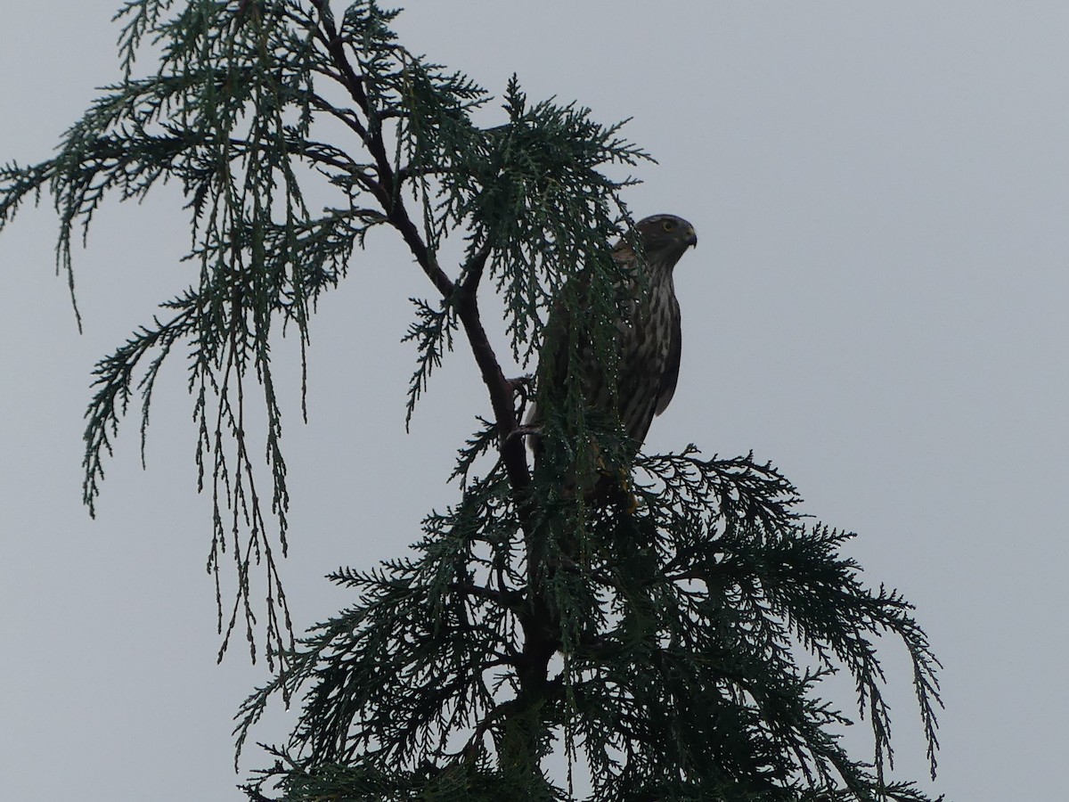Sharp-shinned Hawk - Gus van Vliet