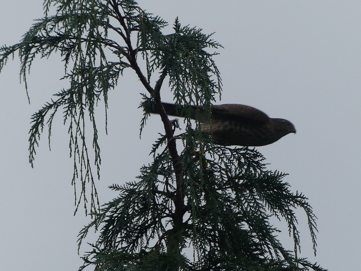 Sharp-shinned Hawk - Gus van Vliet